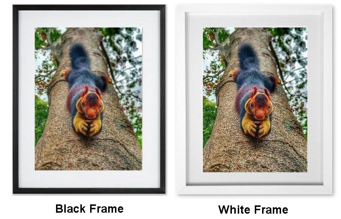Malabar Squirrel Framed Print